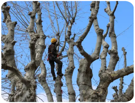 Élagage Abattage d'arbre à Tonnay-Charente Élagage Abattage d'arbre à Tonnay-Charente